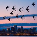 Portland Chimney Swifts: Annual Migration Spectacle Begins